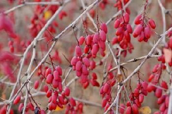 Berberis vulgaris