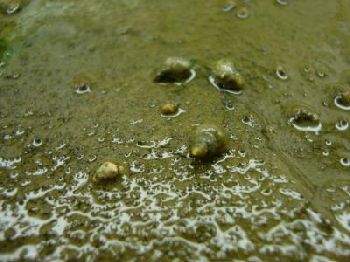 University of Liverpool