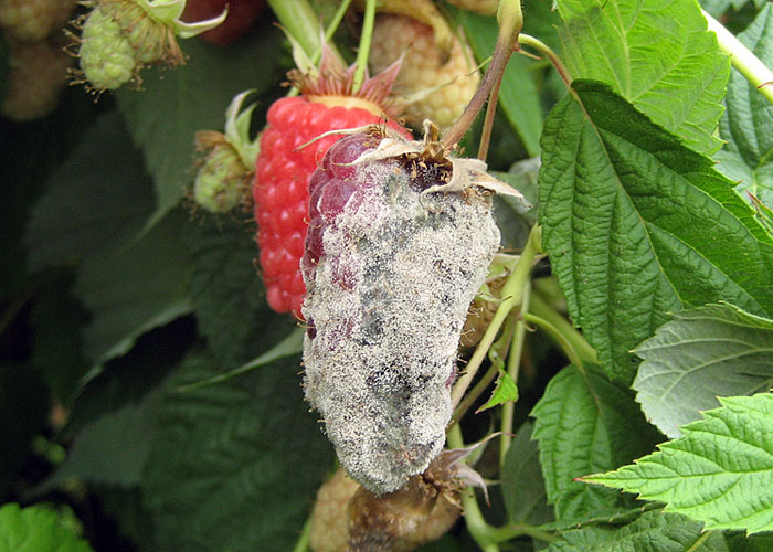 botrytis ripe fruit infection teasdale