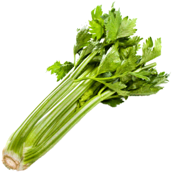 celery-stalk