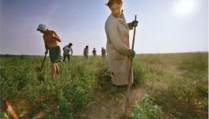 Περιφερειακή Ενότητα Νήσων Αττικής: Υπεγράφη η απόφαση ένταξης των δικαιούχων στη δράση 1.1 «Βιολογική Γεωργία»