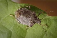 Characterization of stink bug saliva proteins opens door to controlling pests 